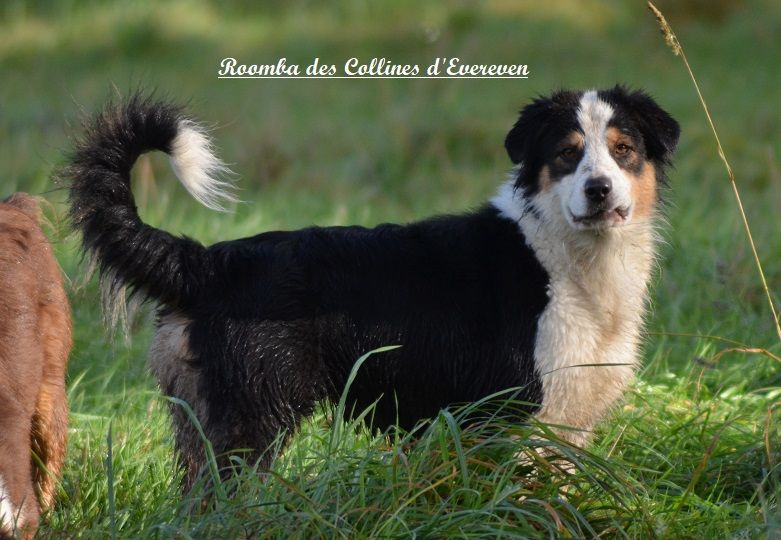 Roomba Des Collines D'Evereven