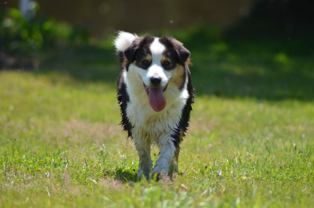 Roomba Des Collines D'Evereven