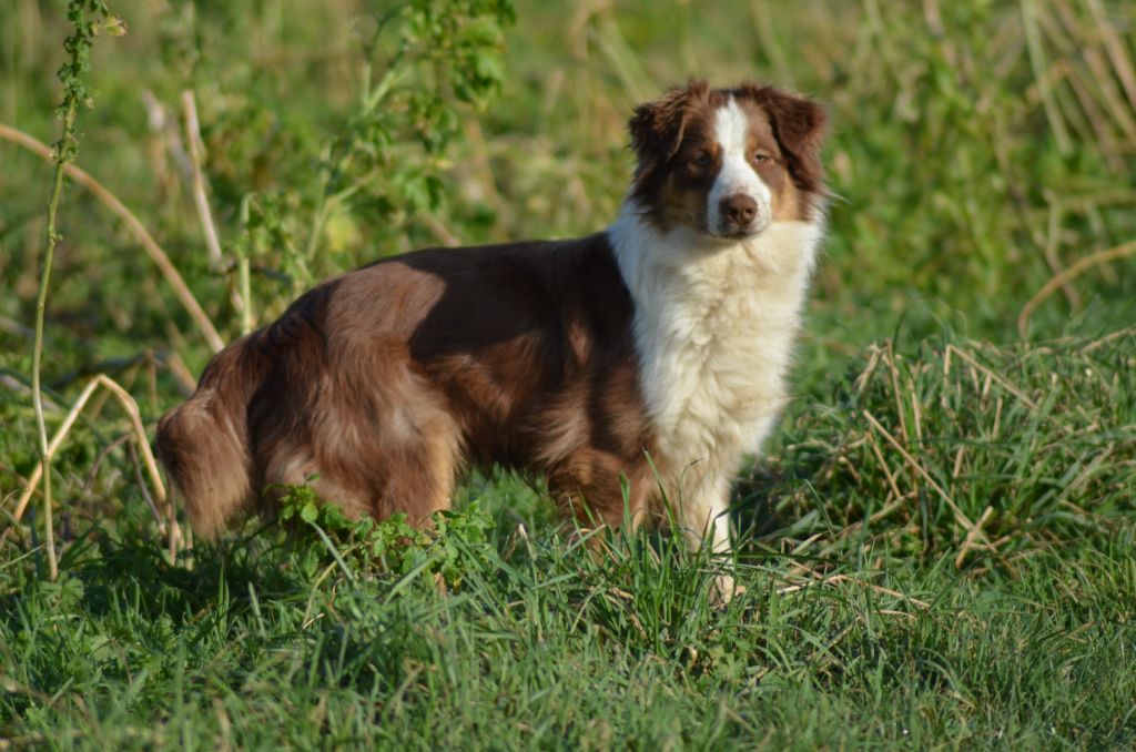 Stella de nanj'kaibloom