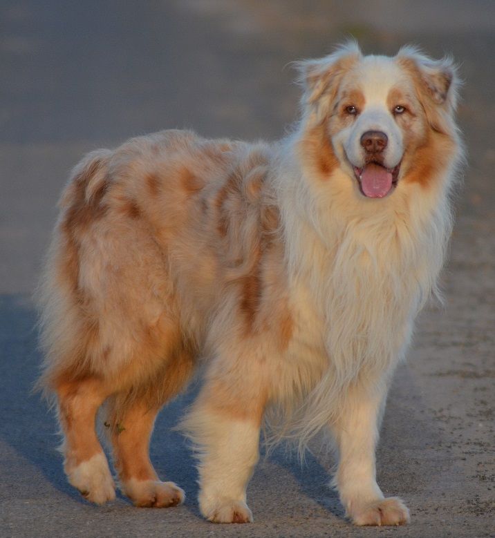 Helvis red of Benito Farm