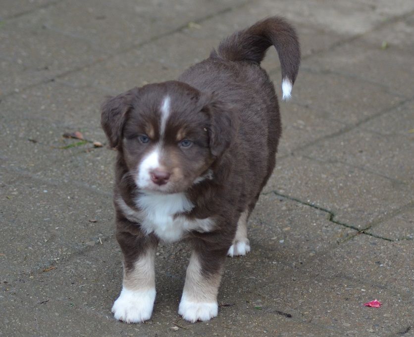 Des Légendes De L'Ouest - Chiot disponible  - Berger Américain Miniature 