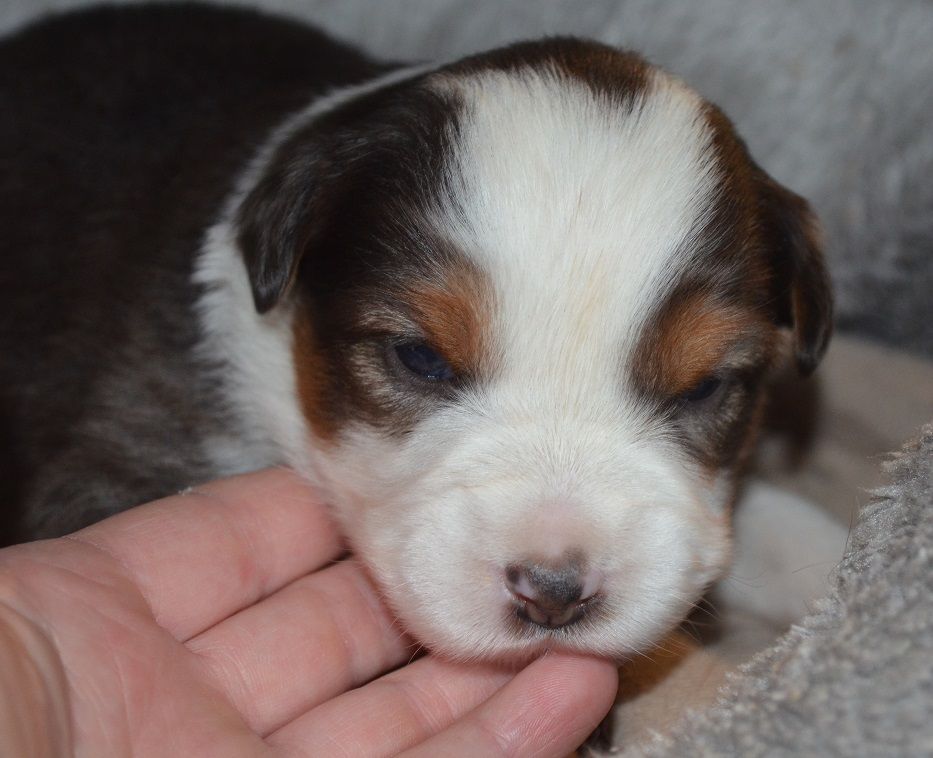 Des Légendes De L'Ouest - Chiot disponible  - Berger Américain Miniature 