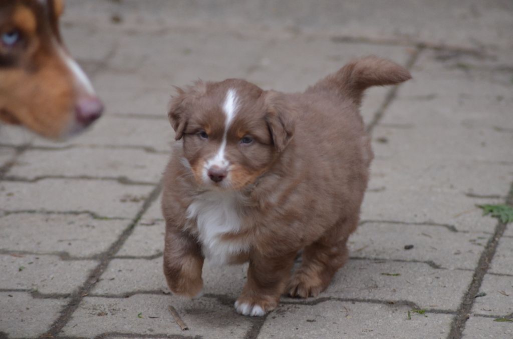 Des Légendes De L'Ouest - Chiot disponible  - Berger Américain Miniature 