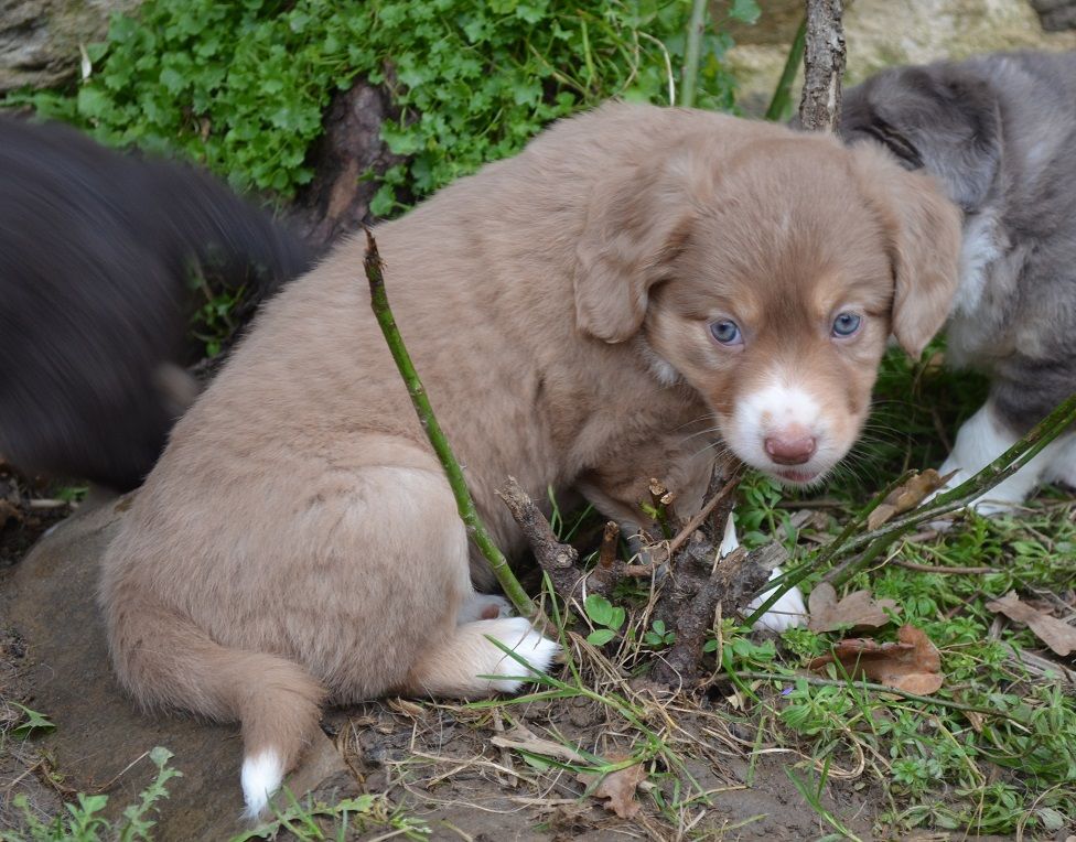 Des Légendes De L'Ouest - Chiot disponible  - Berger Américain Miniature 