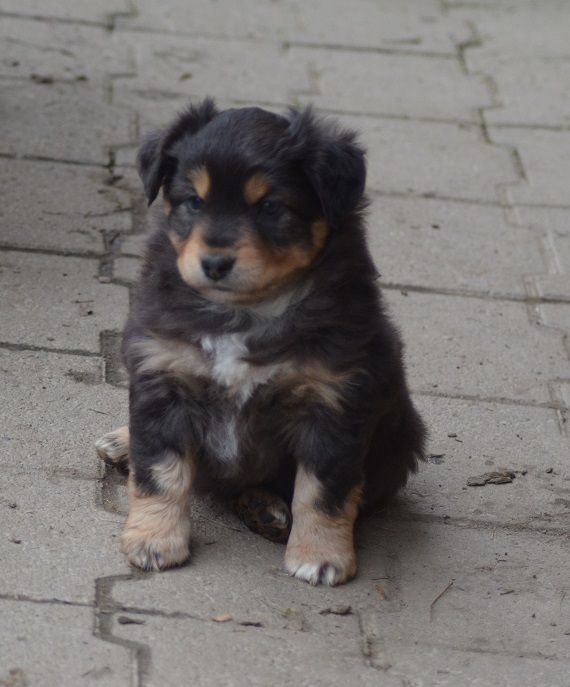 Des Légendes De L'Ouest - Chiot disponible  - Berger Américain Miniature 