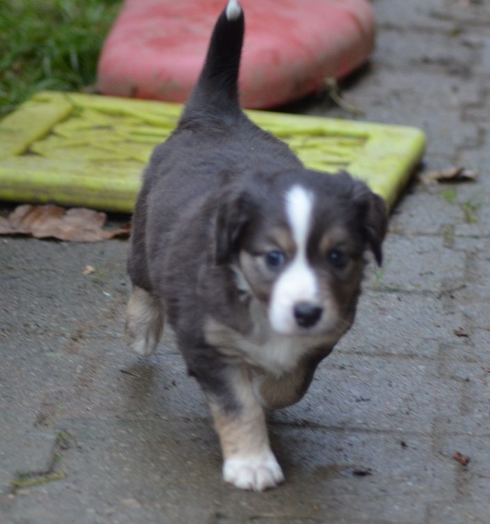 Des Légendes De L'Ouest - Chiot disponible  - Berger Américain Miniature 