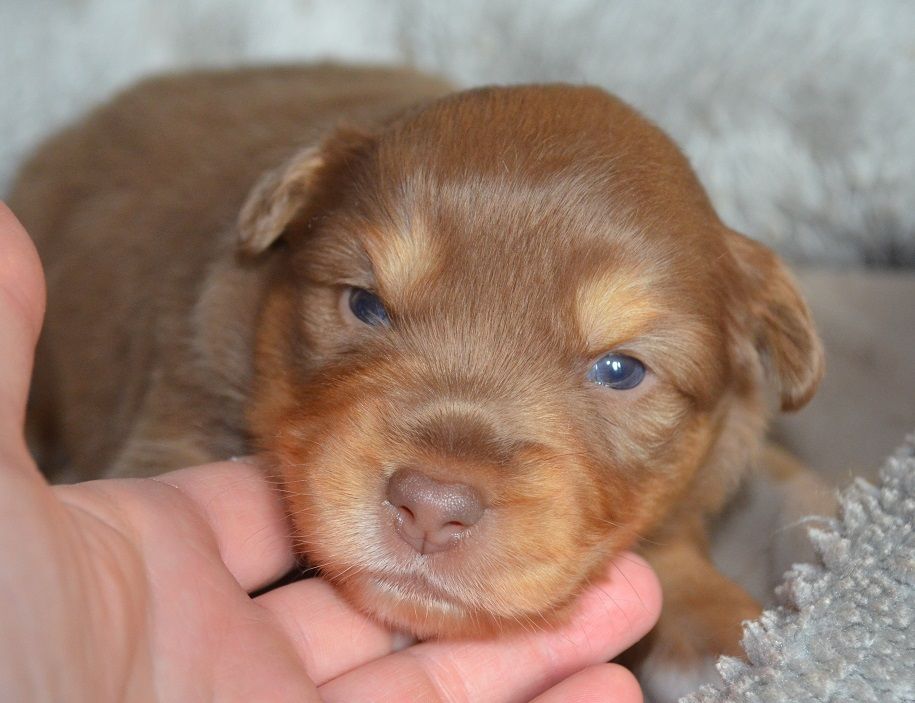 Des Légendes De L'Ouest - Chiot disponible  - Berger Américain Miniature 