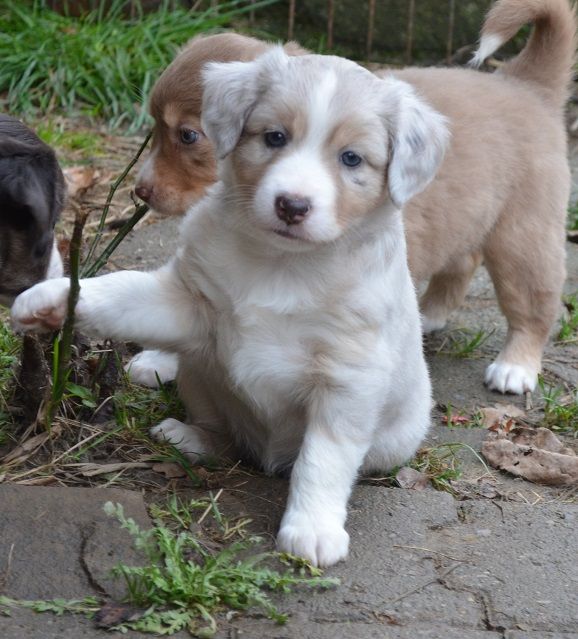 Des Légendes De L'Ouest - Chiot disponible  - Berger Américain Miniature 