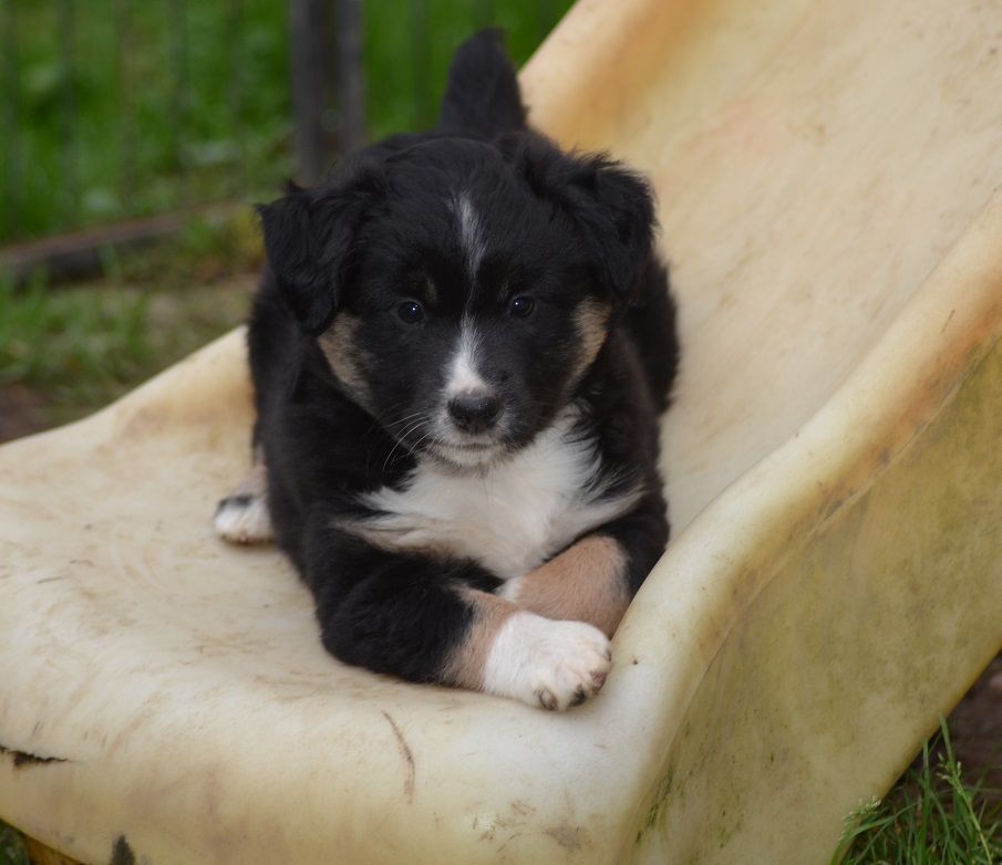 Des Légendes De L'Ouest - Chiot disponible  - Berger Américain Miniature 