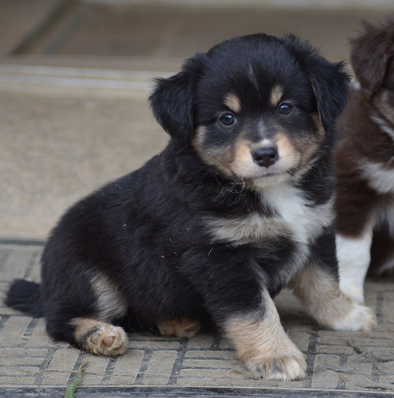 Des Légendes De L'Ouest - Available Puppies - Berger Américain Miniature 