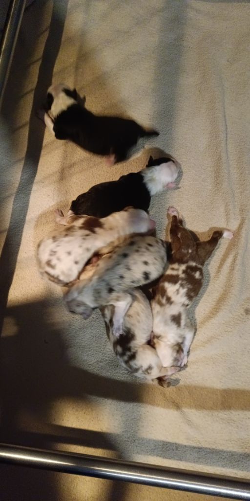 Chiot Berger Australien Des Légendes De L'Ouest