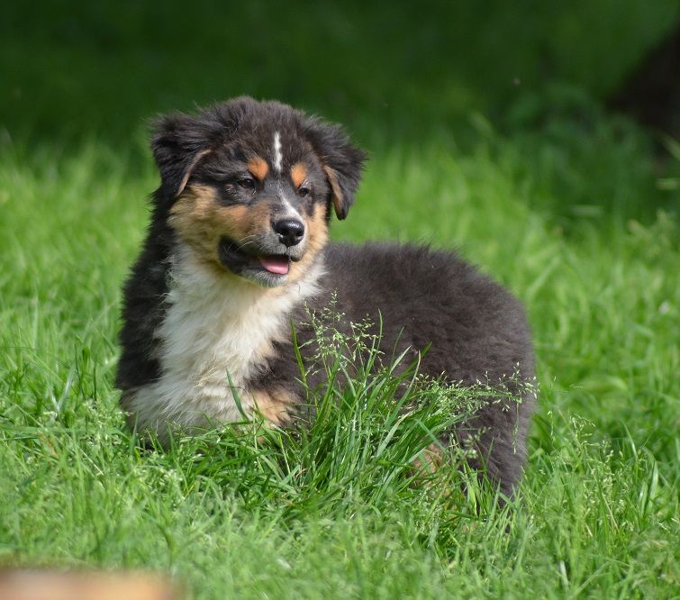 Des Légendes De L'Ouest - Chiots disponibles - Berger Australien