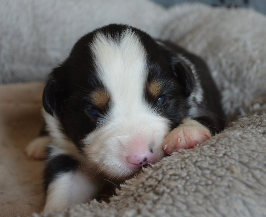 Des Légendes De L'Ouest - Chiots disponibles - Berger Américain Miniature 