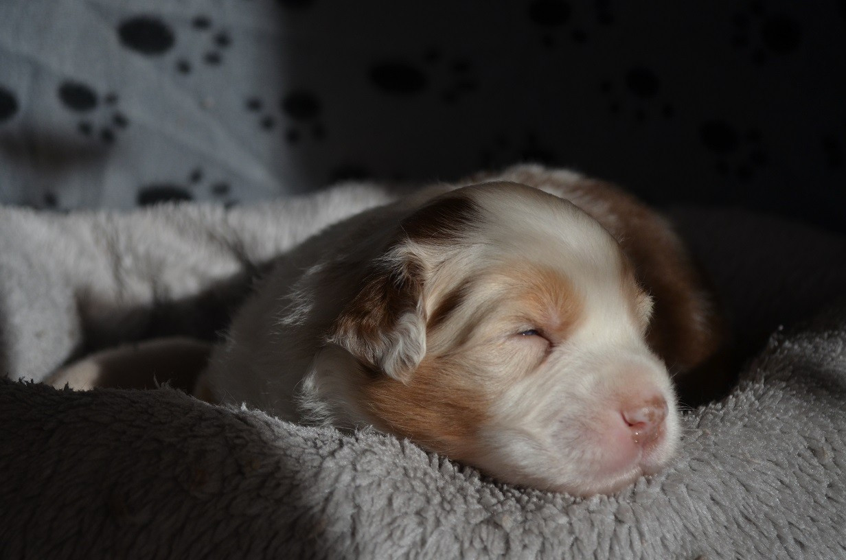 Des Légendes De L'Ouest - Chiots disponibles - Berger Australien
