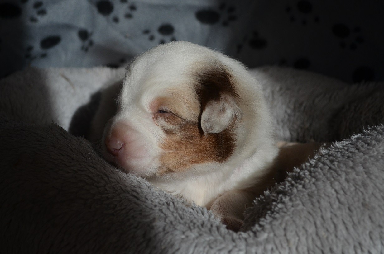 Des Légendes De L'Ouest - Chiots disponibles - Berger Australien