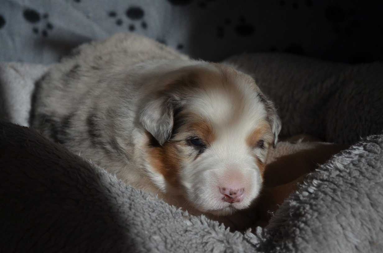 Des Légendes De L'Ouest - Chiots disponibles - Berger Australien