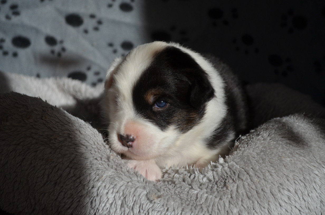 Des Légendes De L'Ouest - Chiots disponibles - Berger Australien