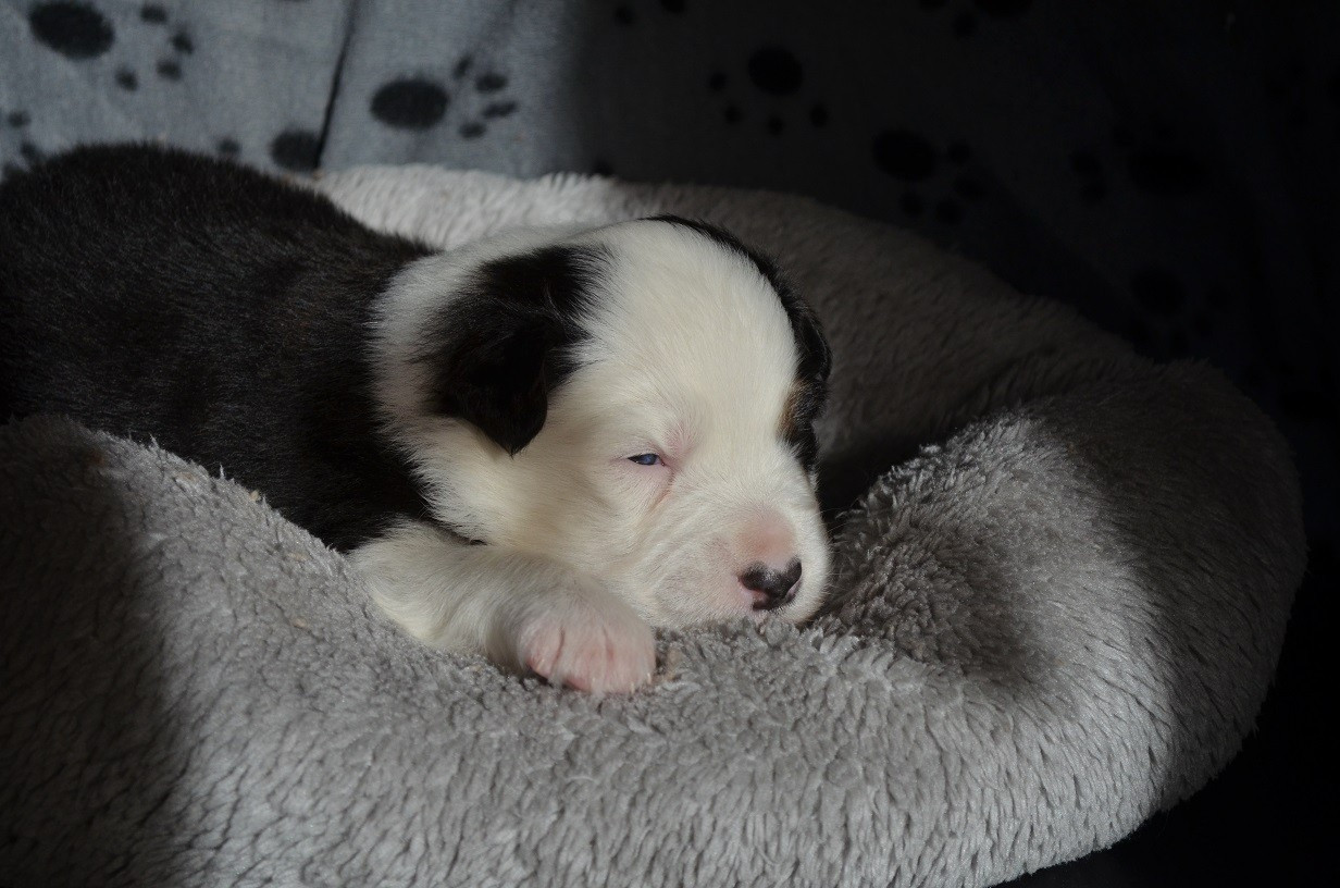 Des Légendes De L'Ouest - Chiots disponibles - Berger Australien