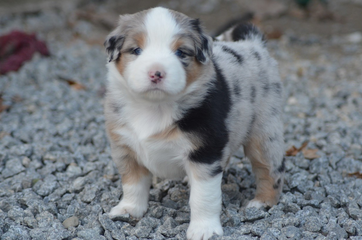 Des Légendes De L'Ouest - Chiots disponibles - Berger Américain Miniature 