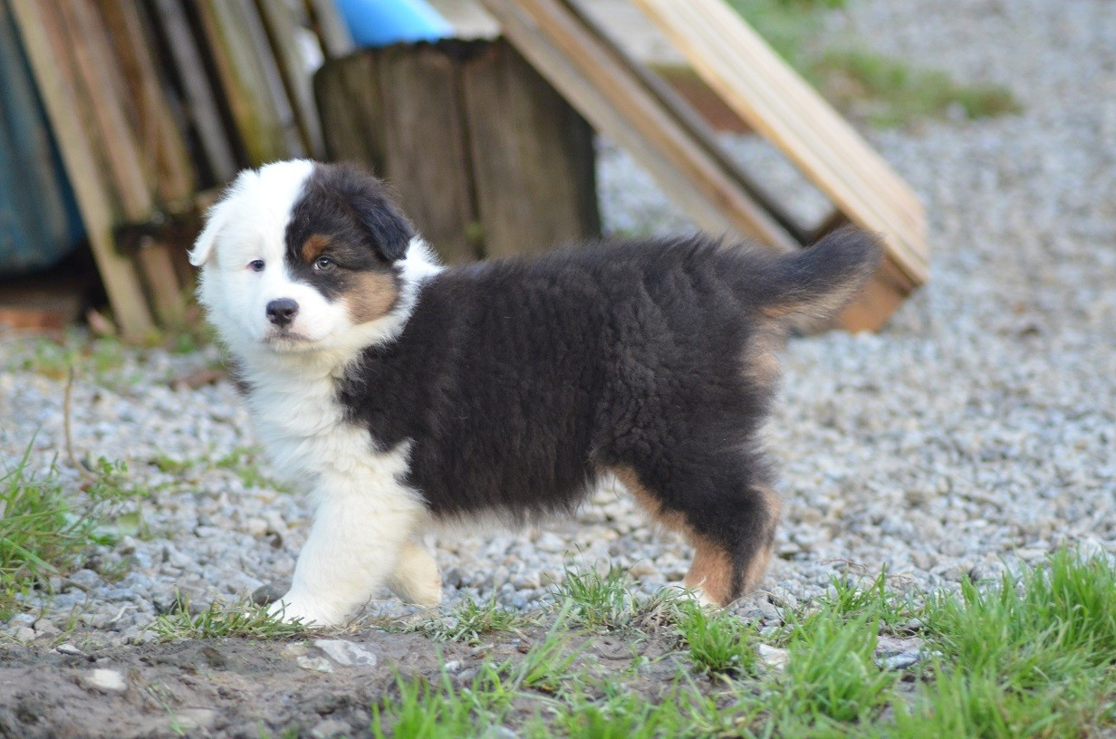 Des Légendes De L'Ouest - Chiots disponibles - Berger Australien