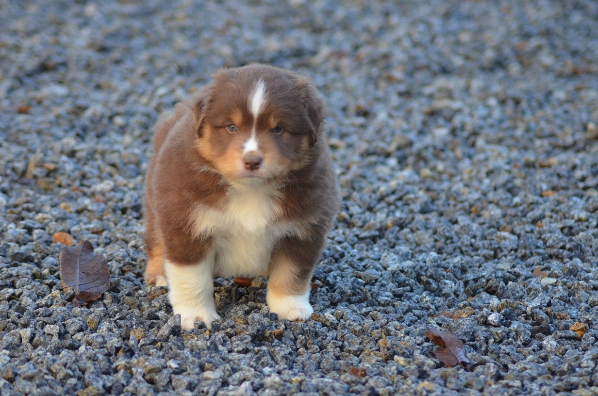 Des Légendes De L'Ouest - Chiots disponibles - Berger Américain Miniature 