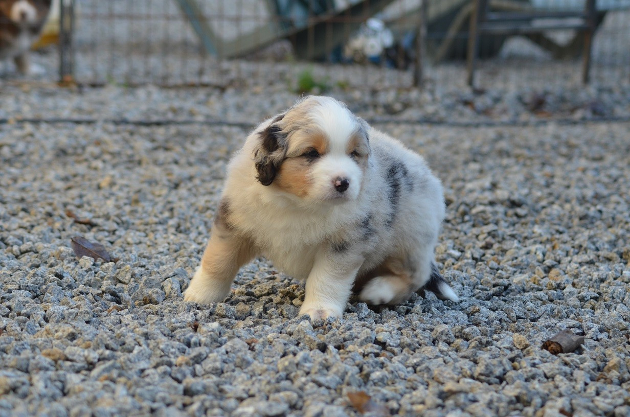 Des Légendes De L'Ouest - Chiots disponibles - Berger Américain Miniature 