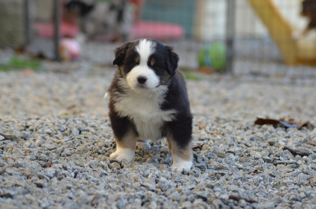 Des Légendes De L'Ouest - Chiots disponibles - Berger Américain Miniature 