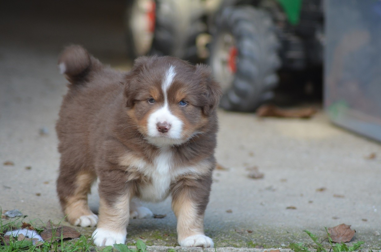 Des Légendes De L'Ouest - Chiots disponibles - Berger Américain Miniature 