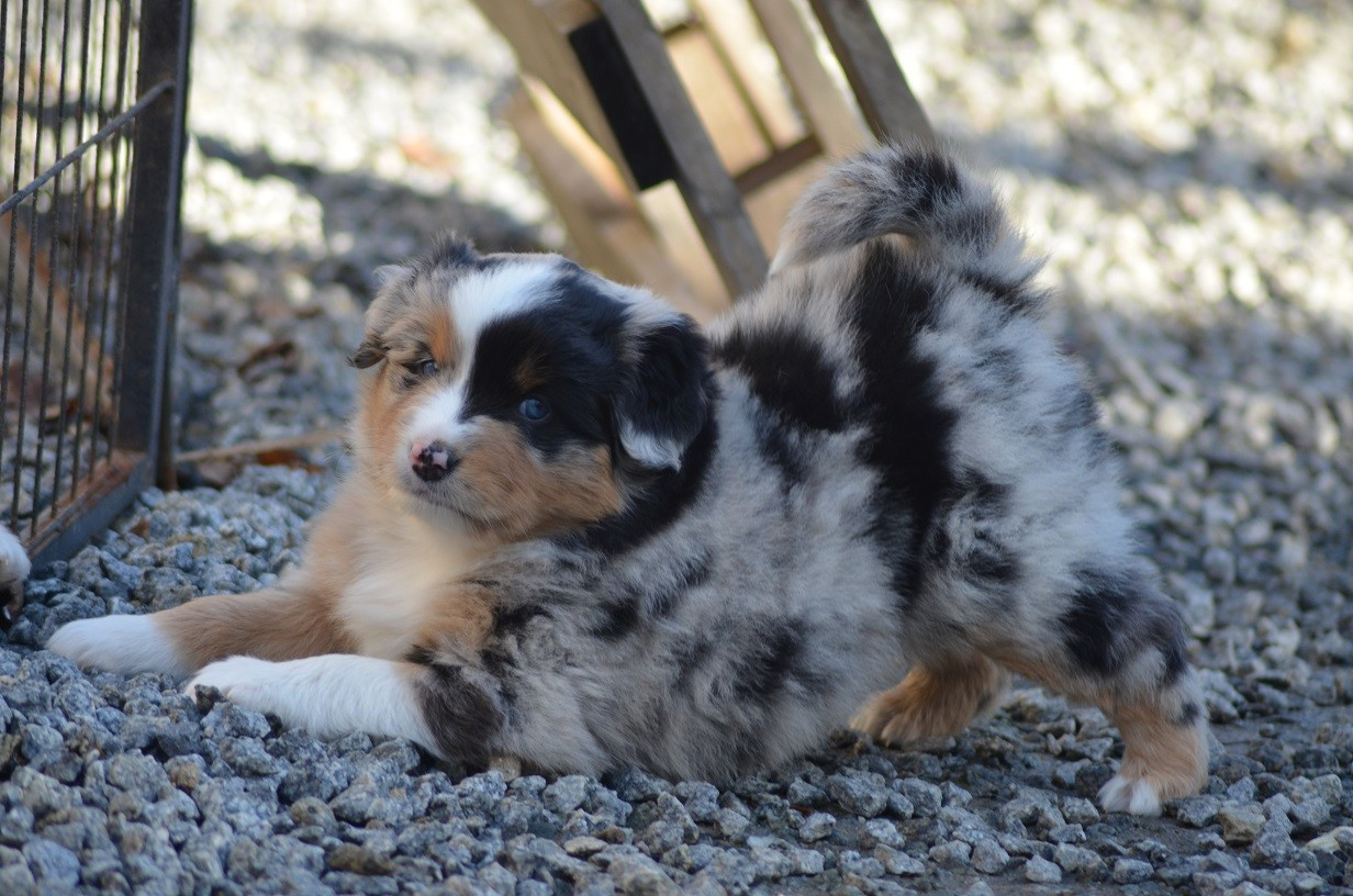 Des Légendes De L'Ouest - Chiots disponibles - Berger Américain Miniature 
