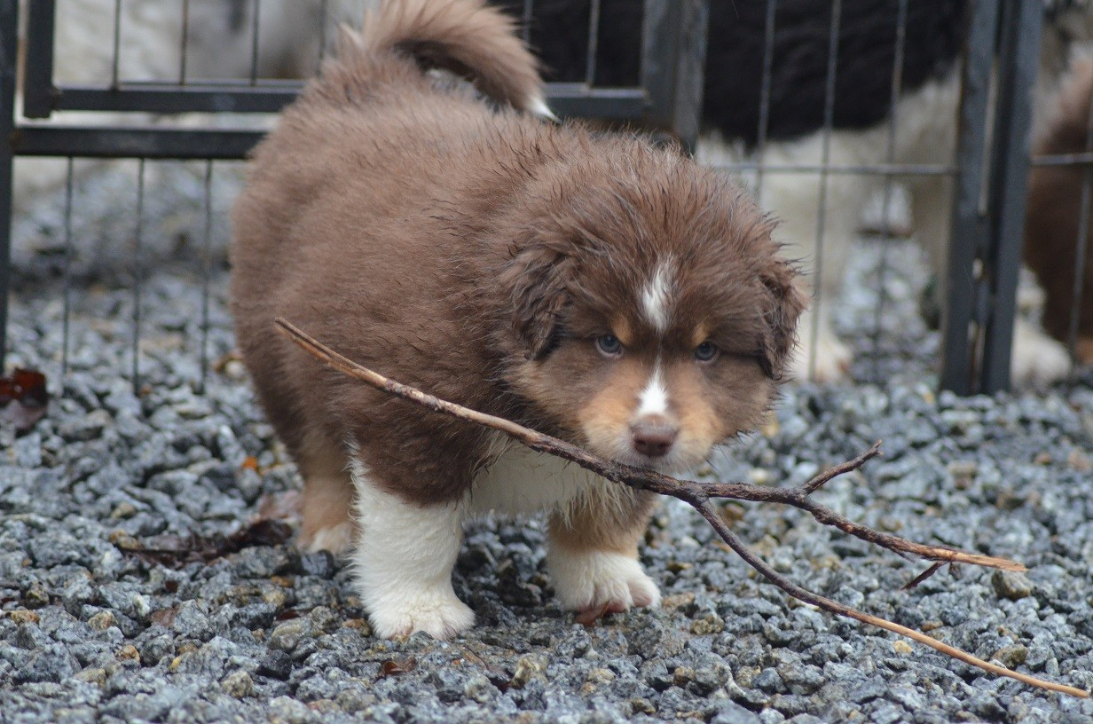 Des Légendes De L'Ouest - Chiots disponibles - Berger Américain Miniature 