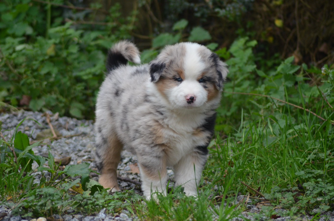 Des Légendes De L'Ouest - Berger Américain Miniature  - Portée née le 23/10/2025