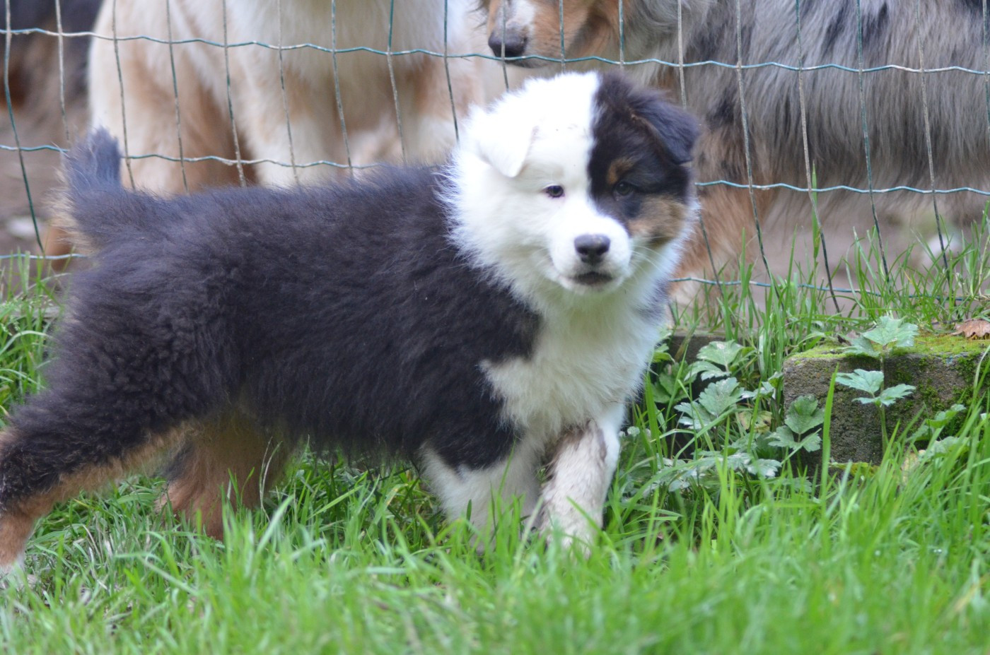 Des Légendes De L'Ouest - Chiots disponibles - Berger Australien