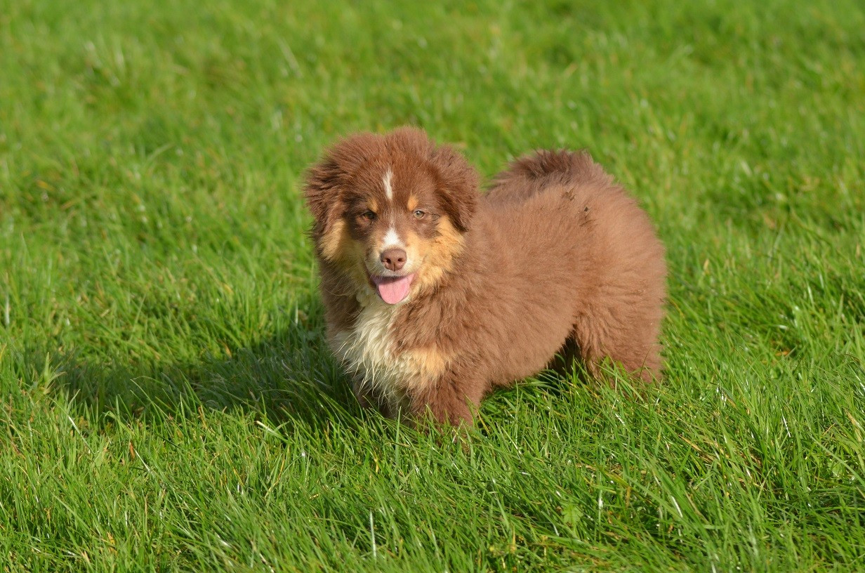 Des Légendes De L'Ouest - Chiots disponibles - Berger Américain Miniature 