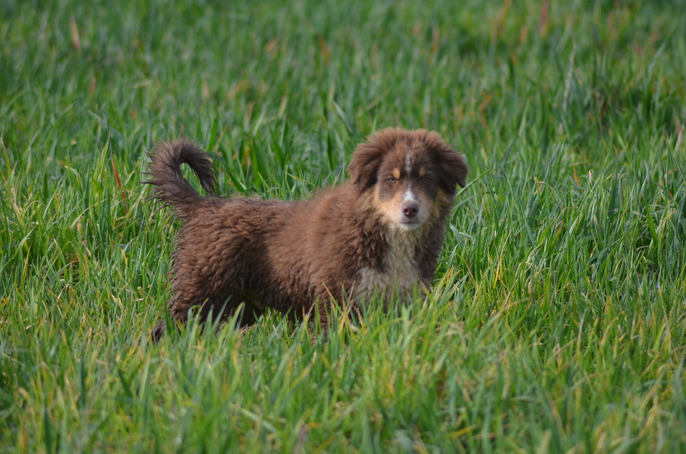 Des Légendes De L'Ouest - Chiots disponibles - Berger Américain Miniature 