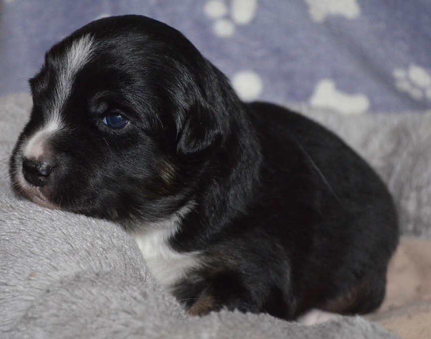 Des Légendes De L'Ouest - Chiots disponibles - Berger Américain Miniature 