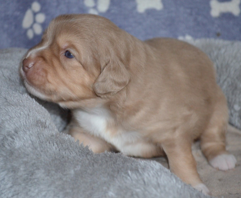 Des Légendes De L'Ouest - Chiots disponibles - Berger Américain Miniature 