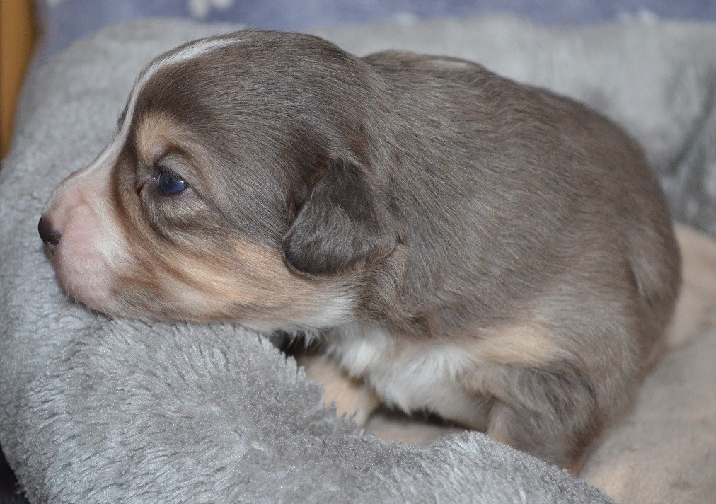 Des Légendes De L'Ouest - Chiots disponibles - Berger Américain Miniature 