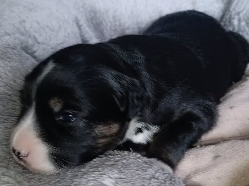 Des Légendes De L'Ouest - Chiots disponibles - Berger Américain Miniature 