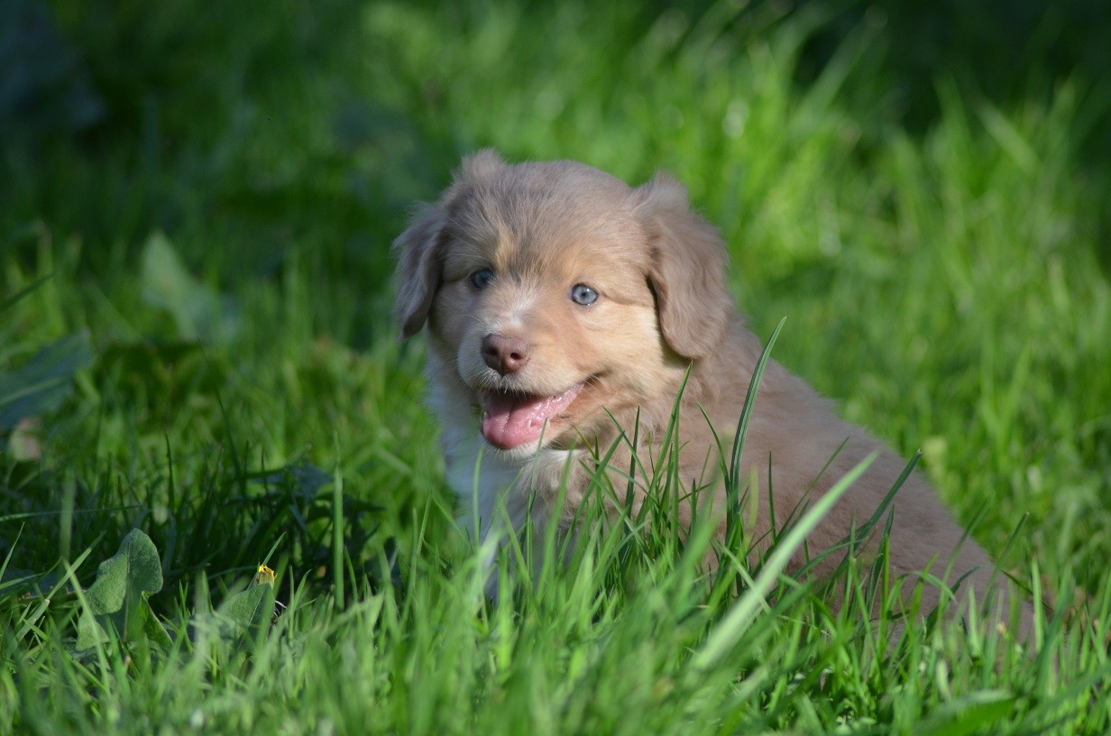 Des Légendes De L'Ouest - Chiots disponibles - Berger Américain Miniature 