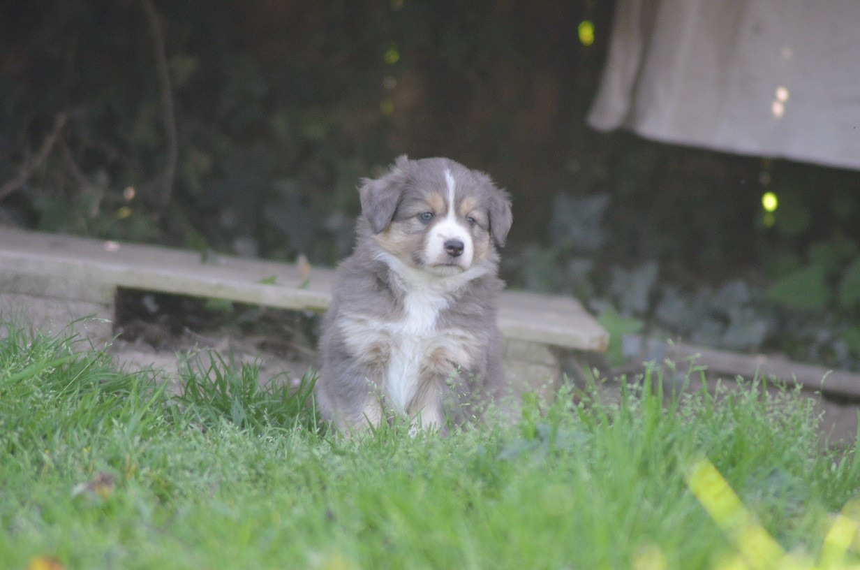 Des Légendes De L'Ouest - Chiots disponibles - Berger Américain Miniature 