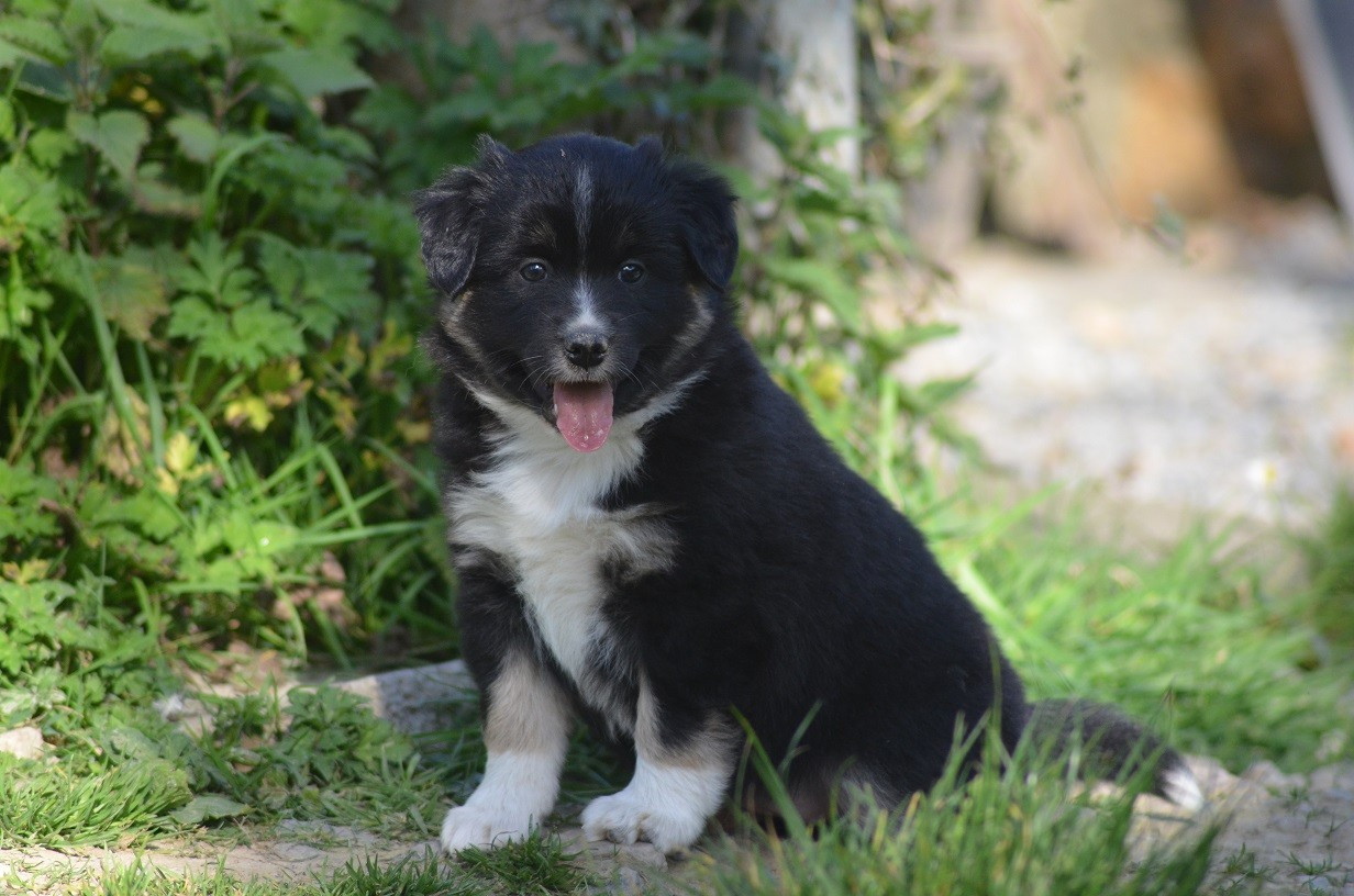 Des Légendes De L'Ouest - Chiots disponibles - Berger Américain Miniature 