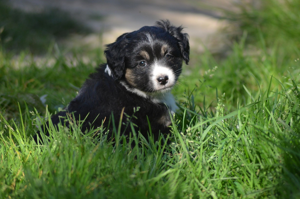 Des Légendes De L'Ouest - Chiots disponibles - Berger Américain Miniature 