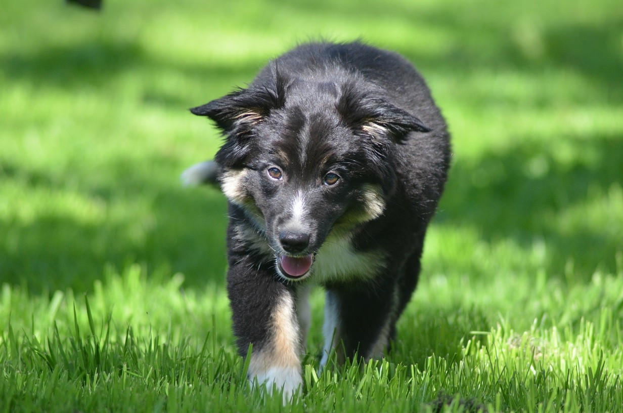 Des Légendes De L'Ouest - Chiots disponibles - Berger Américain Miniature 