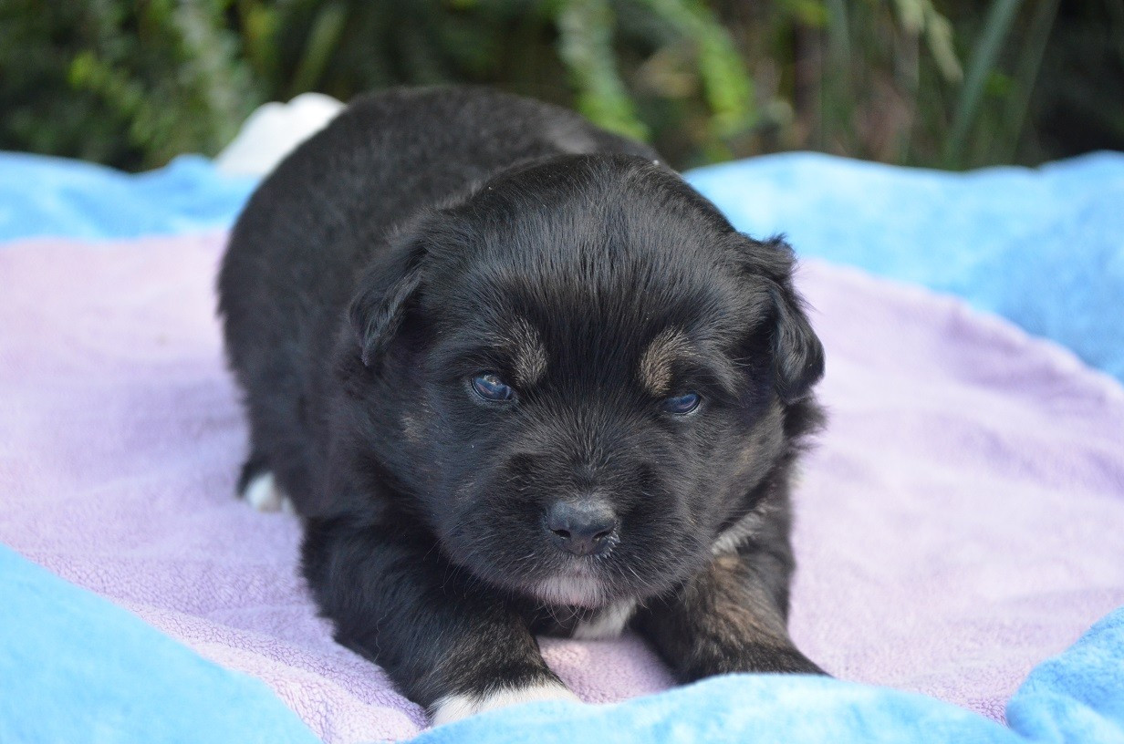 Des Légendes De L'Ouest - Chiots disponibles - Berger Américain Miniature 