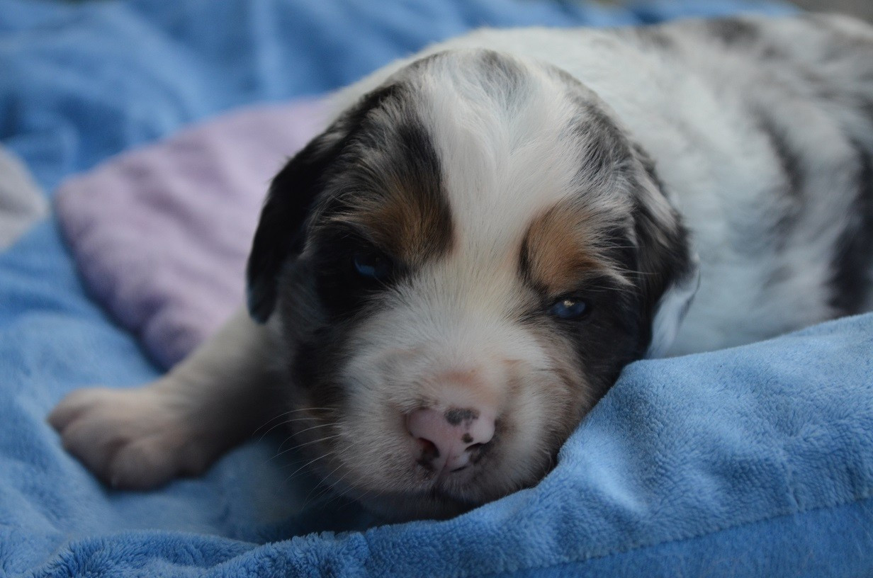 Des Légendes De L'Ouest - Chiots disponibles - Berger Américain Miniature 