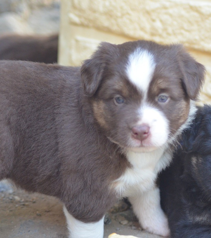 Des Légendes De L'Ouest - Chiots disponibles - Berger Américain Miniature 