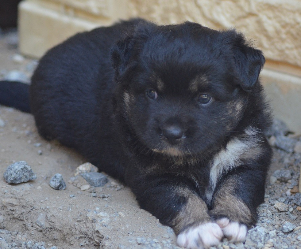 Des Légendes De L'Ouest - Chiots disponibles - Berger Américain Miniature 