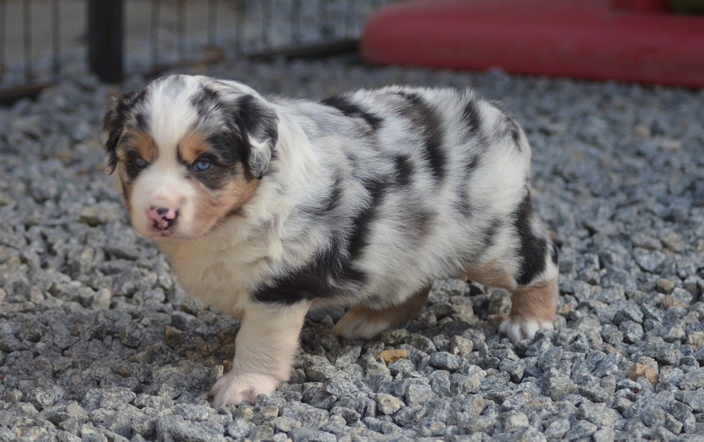 Des Légendes De L'Ouest - Chiots disponibles - Berger Américain Miniature 