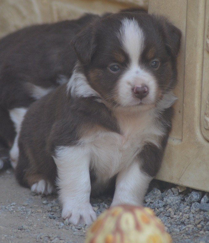 Des Légendes De L'Ouest - Chiots disponibles - Berger Américain Miniature 