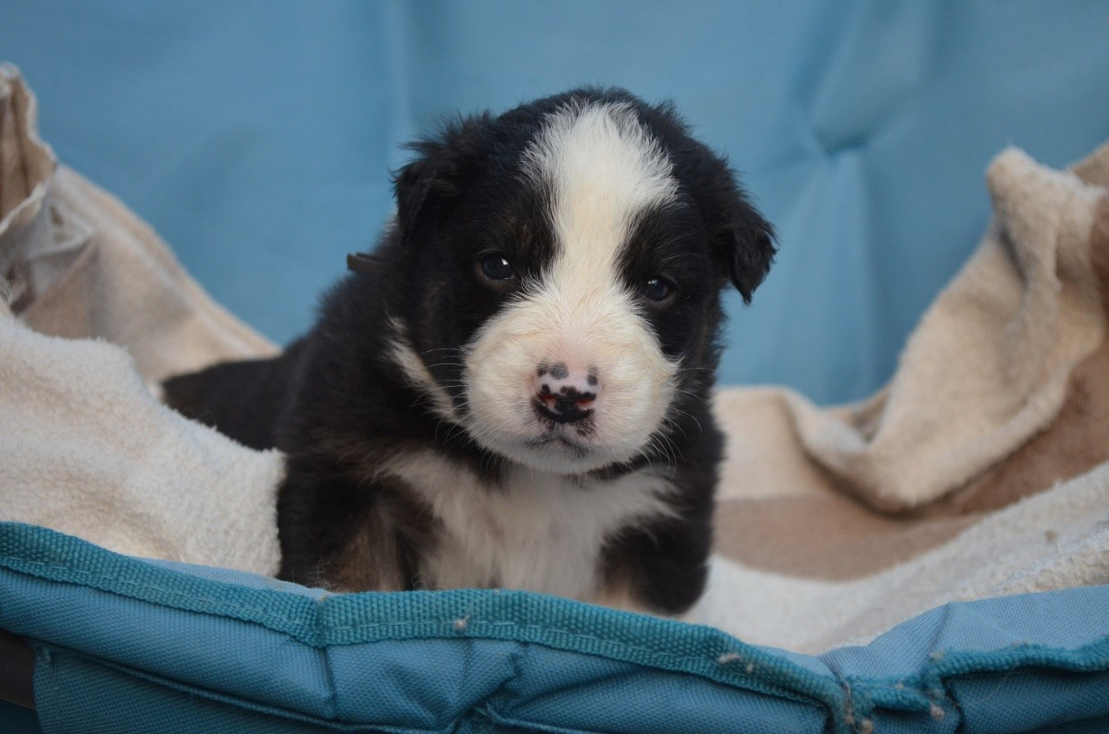 Des Légendes De L'Ouest - Chiots disponibles - Berger Australien